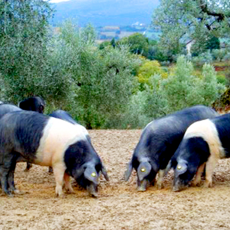 Cinta Senese is 1 van de 6 orginele Italiaanse varkensrassen. Deze varkens genieten vrije uitloop in de heuvels van Toscane.