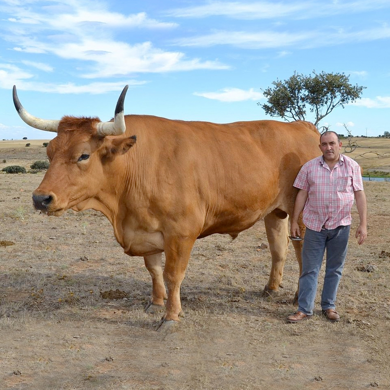 Cecina de Leon - Afbeelding 2